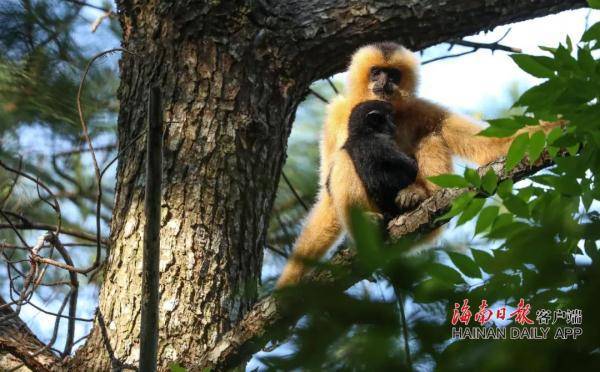 海南长臂猿种群数量得到有效恢复，呈现稳定增长态势 (图1)