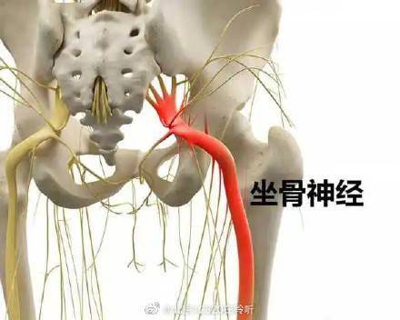 什么是坐骨神经? (pic1) 什么是坐骨神经? (pic1)