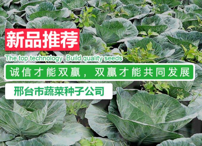 邢台市蔬菜种子公司官网