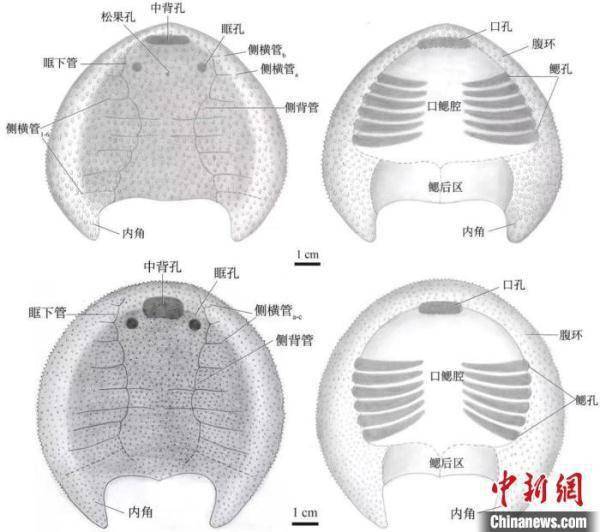 华南首次发现4.38亿年前西域鱼 实证与塔里木板块交流密切 (图3)