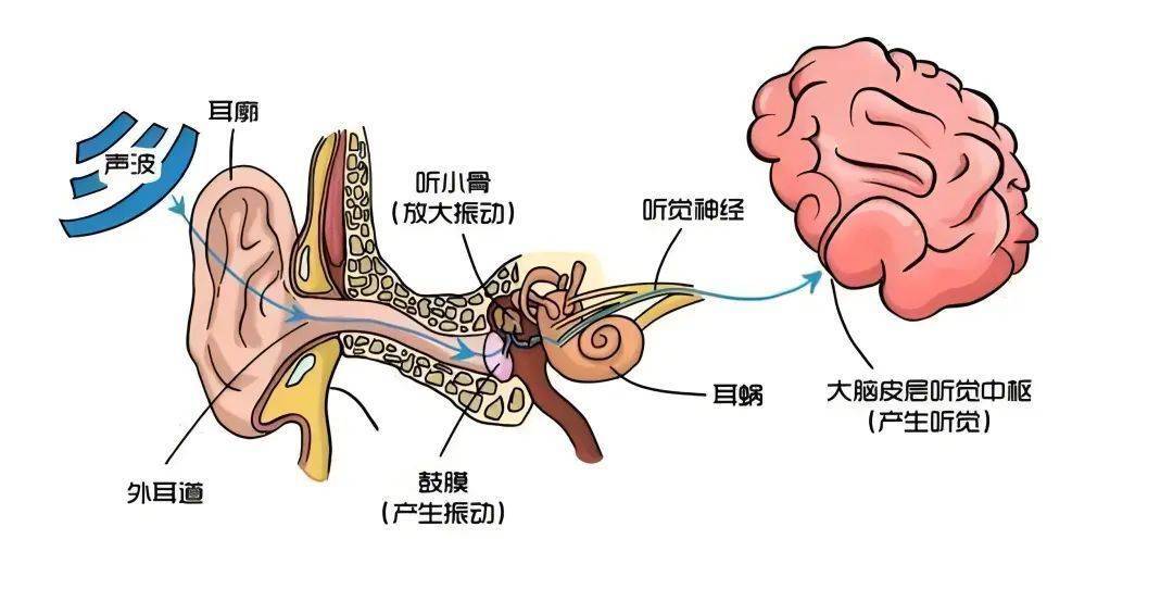 为什么我摘下眼镜，就听不清别人说话了？ (图1)