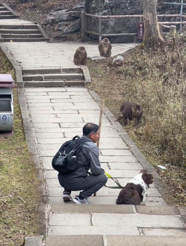 男子峨眉山上直播牵狗挑衅猴子?景区:按规定不能带宠物入内(pic2) 男子峨眉山上直播牵狗挑衅猴子?景区:按规定不能带宠物入内(pic2)