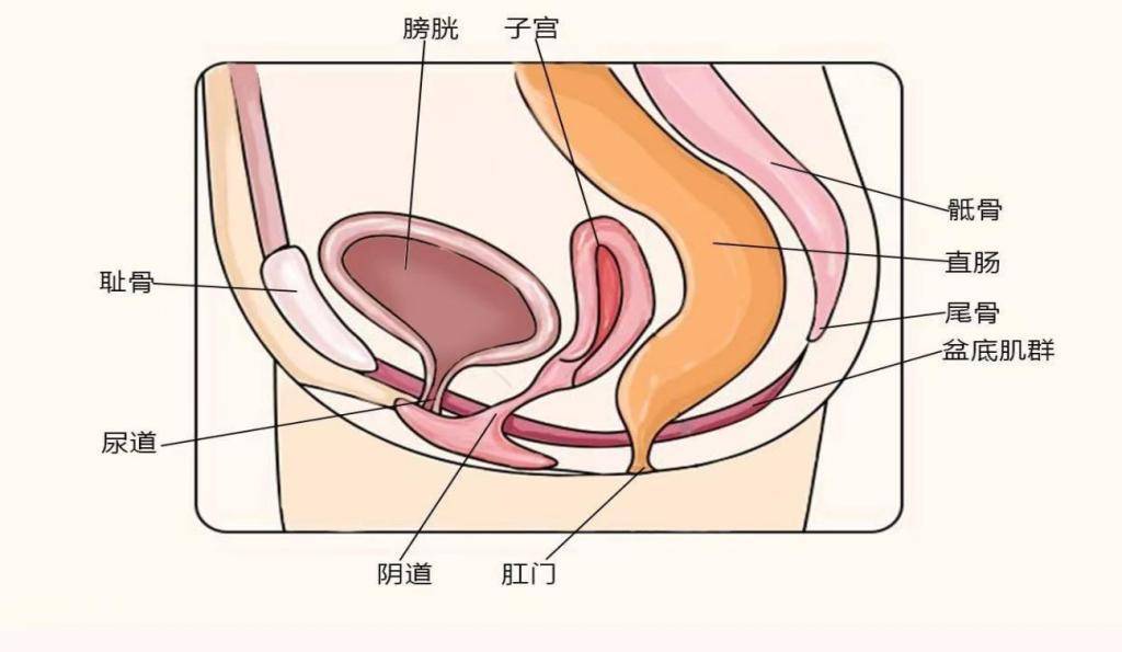 为什么女性更易患尿路感染？如何预防? (图2)