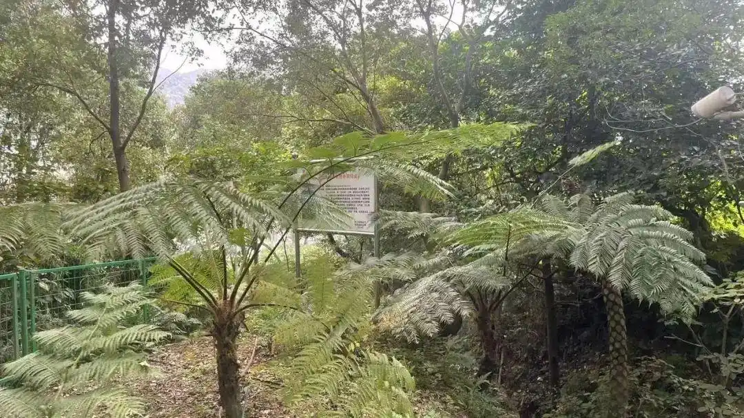 3.6亿年前的树种活了,曾是恐龙口粮!(pic2)
