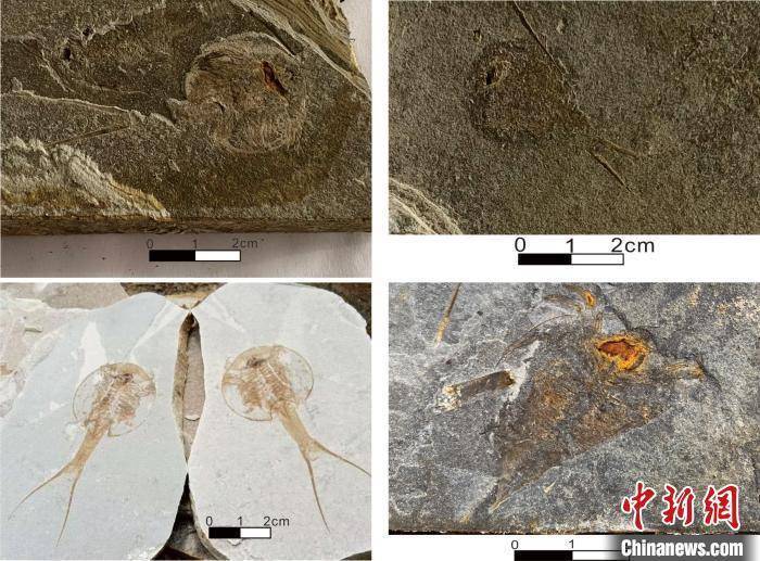 河北半截塔地区被圈定为中国白垩纪最大的鲎虫化石产地之一 (pic1) 河北半截塔地区被圈定为中国白垩纪最大的鲎虫化石产地之一 (pic1)