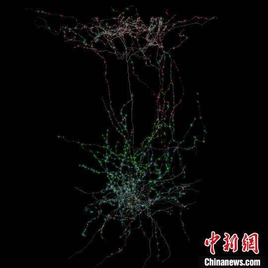 科学家绘制迄今最全小鼠大脑图谱 揭示细胞结构连接与大脑活动关系 (pic3) 科学家绘制迄今最全小鼠大脑图谱 揭示细胞结构连接与大脑活动关系 (pic3)