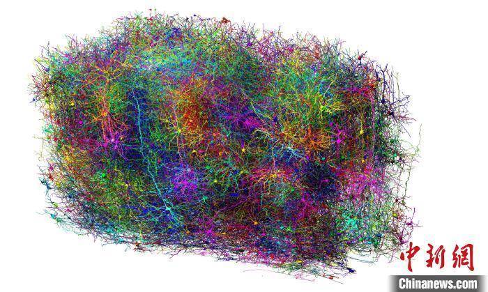科学家绘制迄今最全小鼠大脑图谱 揭示细胞结构连接与大脑活动关系 (pic2) 科学家绘制迄今最全小鼠大脑图谱 揭示细胞结构连接与大脑活动关系 (pic2)