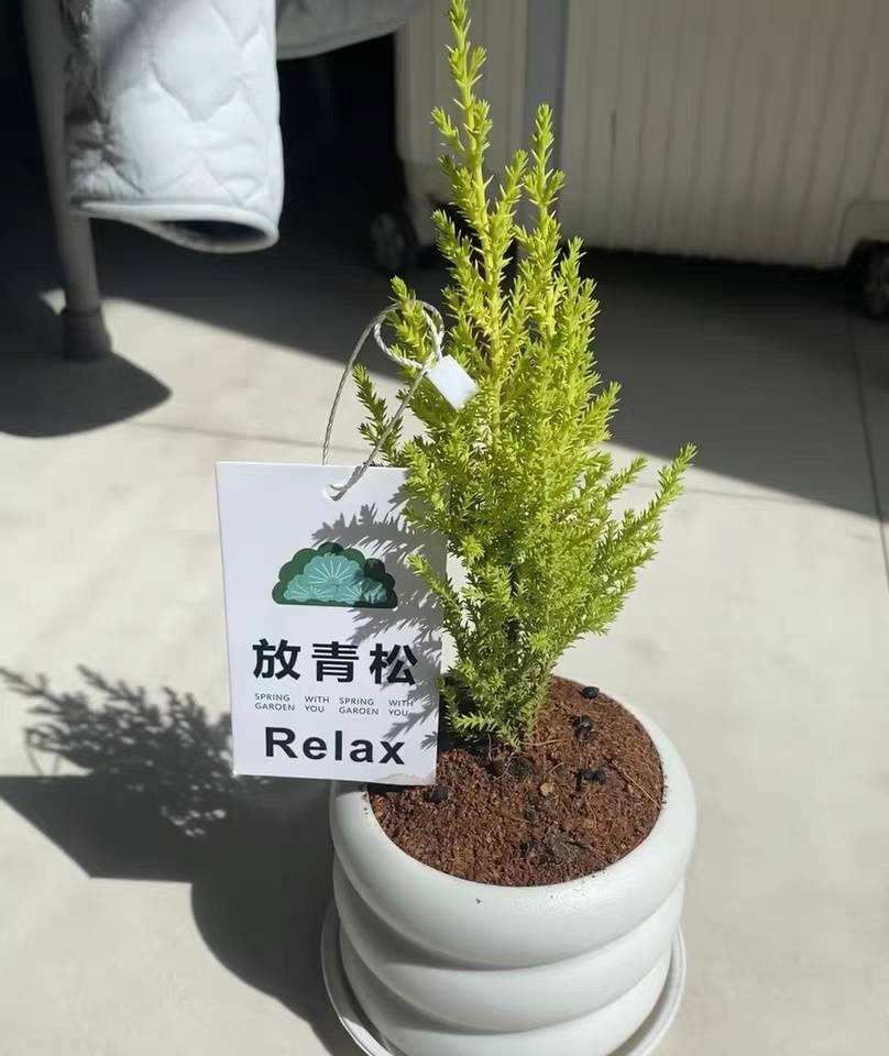 解压、治愈、陪伴……“情绪经济”为啥这么火? (pic2) 解压、治愈、陪伴……“情绪经济”为啥这么火? (pic2)