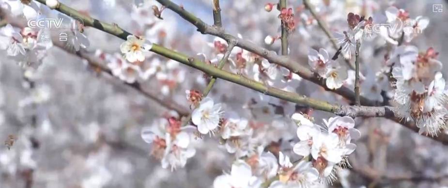 “土味消费”圈粉!特色乡村文旅点燃经济热引擎 为振兴开局注入蓬勃新动能 (pic8) “土味消费”圈粉!特色乡村文旅点燃经济热引擎 为振兴开局注入蓬勃新动能 (pic8)