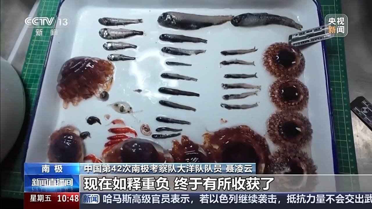 中国南极考察又有新发现!中层鱼拖网获取的珍贵样品都有啥? (pic5) 中国南极考察又有新发现!中层鱼拖网获取的珍贵样品都有啥? (pic5)