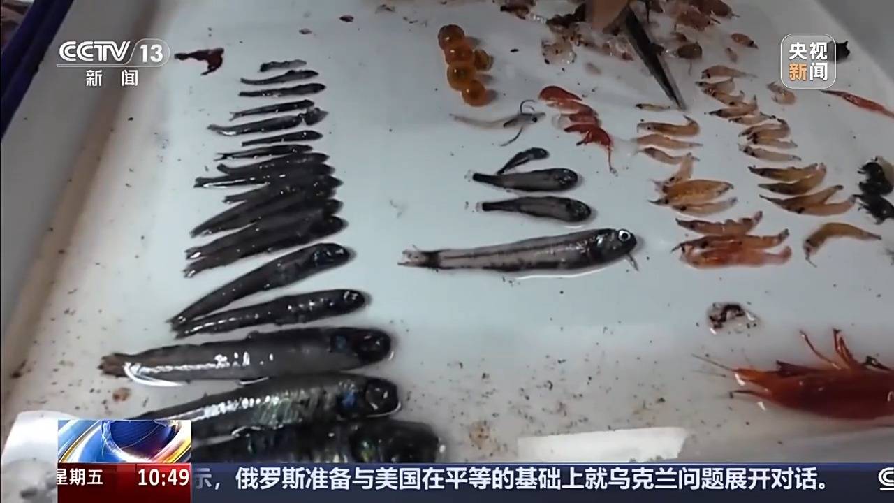 中国南极考察又有新发现!中层鱼拖网获取的珍贵样品都有啥? (pic6) 中国南极考察又有新发现!中层鱼拖网获取的珍贵样品都有啥? (pic6)
