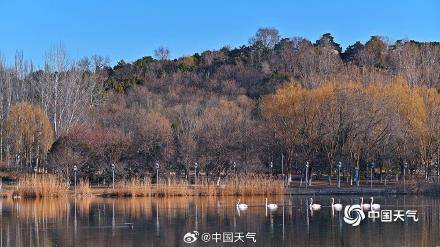 春江水暖“鹅”先知！白天鹅“做客”北京奥森公园 (pic4)