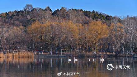春江水暖“鹅”先知！白天鹅“做客”北京奥森公园 (pic8)