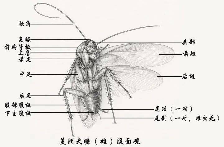 北京的“大蟑螂”,真变多了吗? (pic1) 北京的“大蟑螂”,真变多了吗? (pic1)