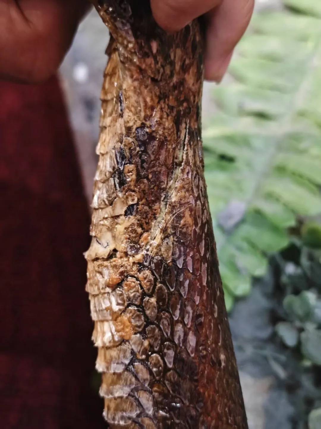 珍贵蛇标本被破坏：家长拒不承认，听说可能有防腐液残留赶紧带孩子洗手 (pic6)