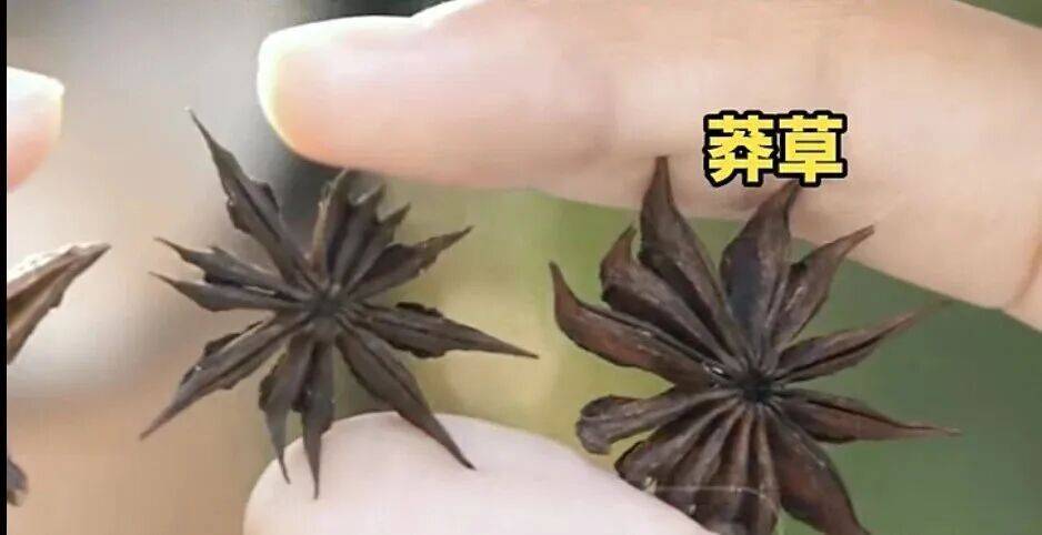 女子买八角数出13个角,一查竟是有毒物,可能致死 (pic3) 女子买八角数出13个角,一查竟是有毒物,可能致死 (pic3)